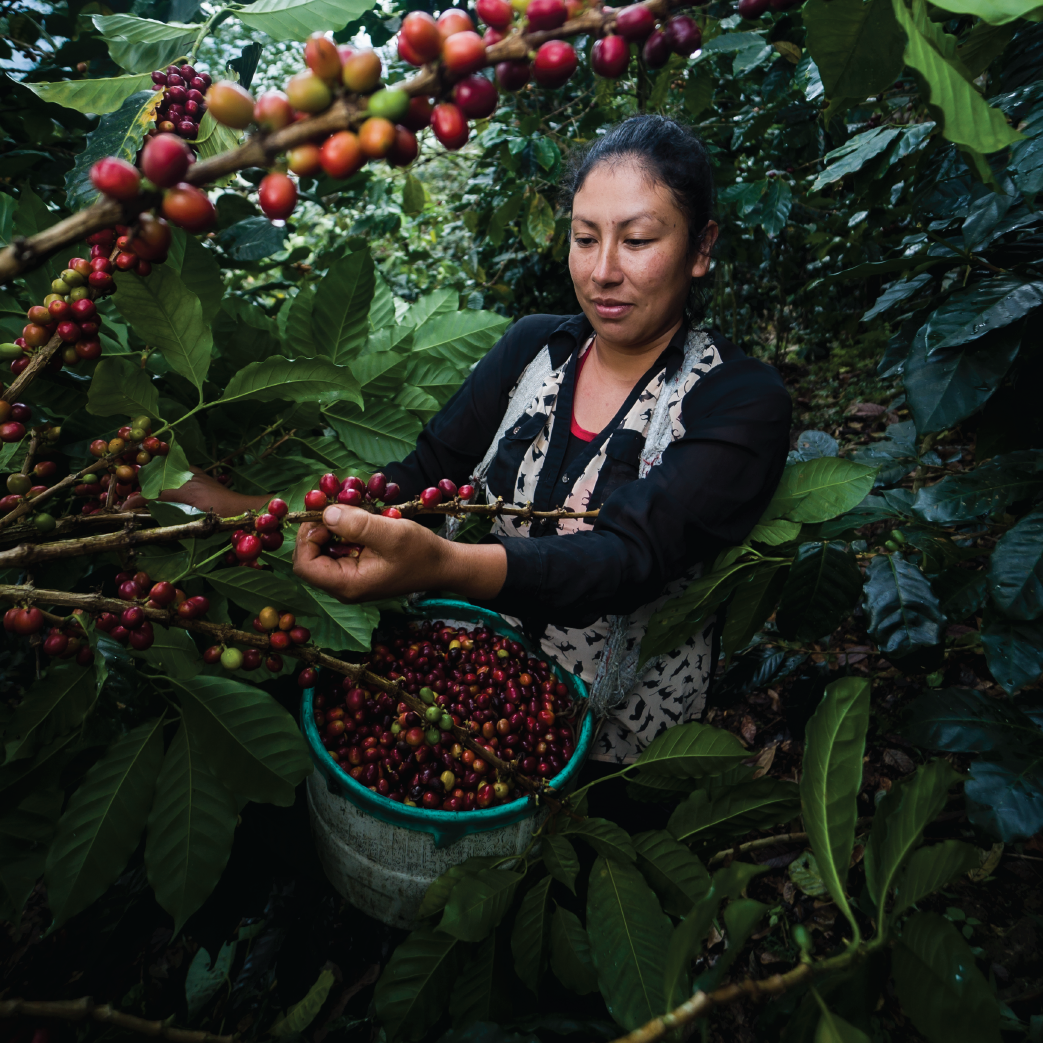 M3 - GUATEMALA