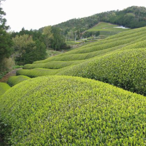 T2 - FUKAMUSHI PREMIUM GREEN TEA